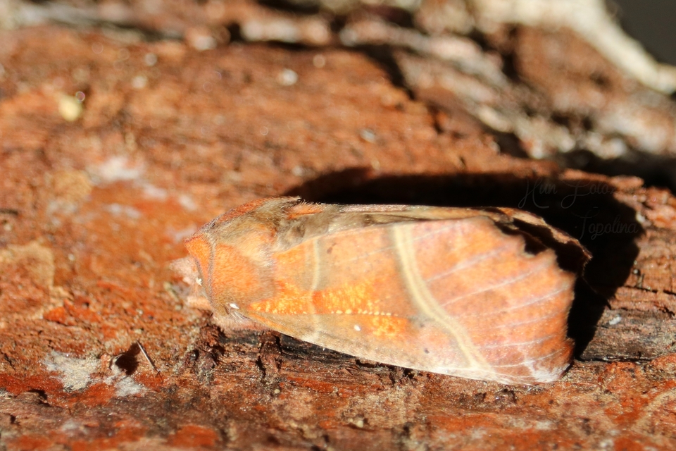 Scoliopteryx libatrix - vörös csipkésbagoly