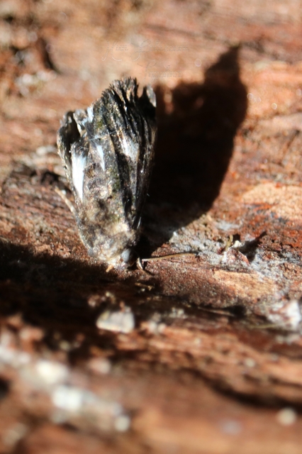 Anophia leucomelas - déli folyófűbagoly