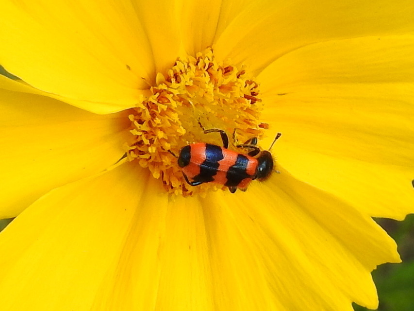 Trichodes apiarius - szalagos méhészbogár