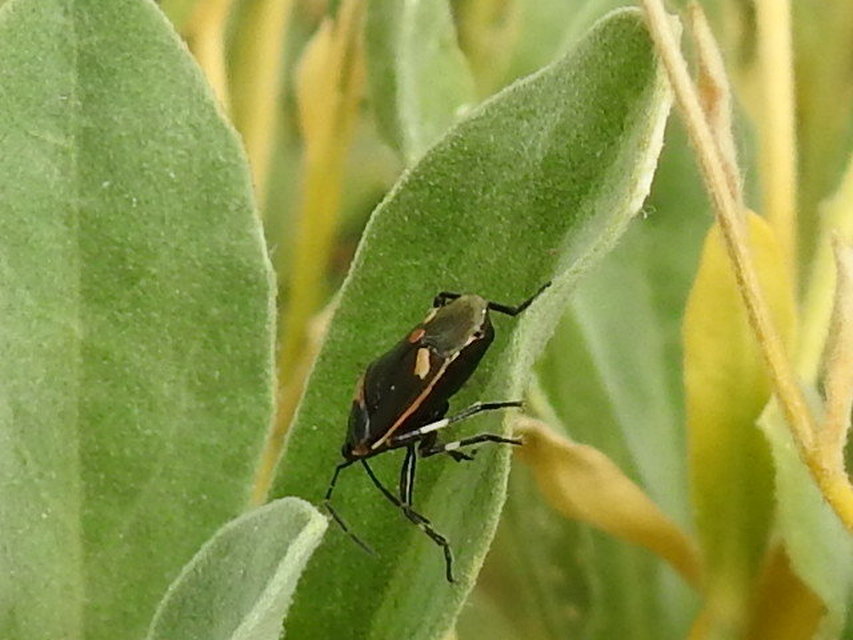 Eurydema oleracea - paréjpoloska Eurydema oleracea - paréjpoloska