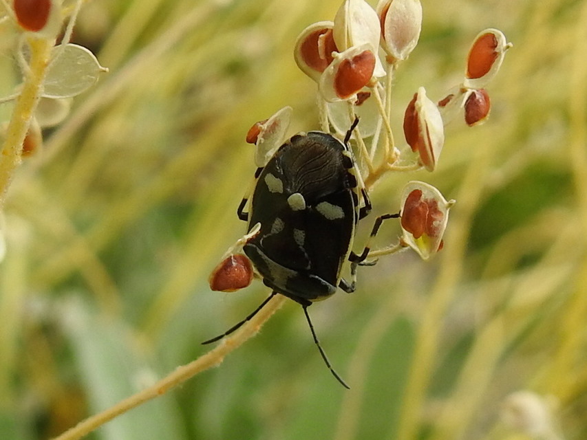 Eurydema oleracea - paréjpoloska Eurydema oleracea - paréjpoloska