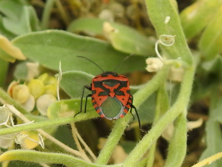Eurydema ventralis - káposztapoloska