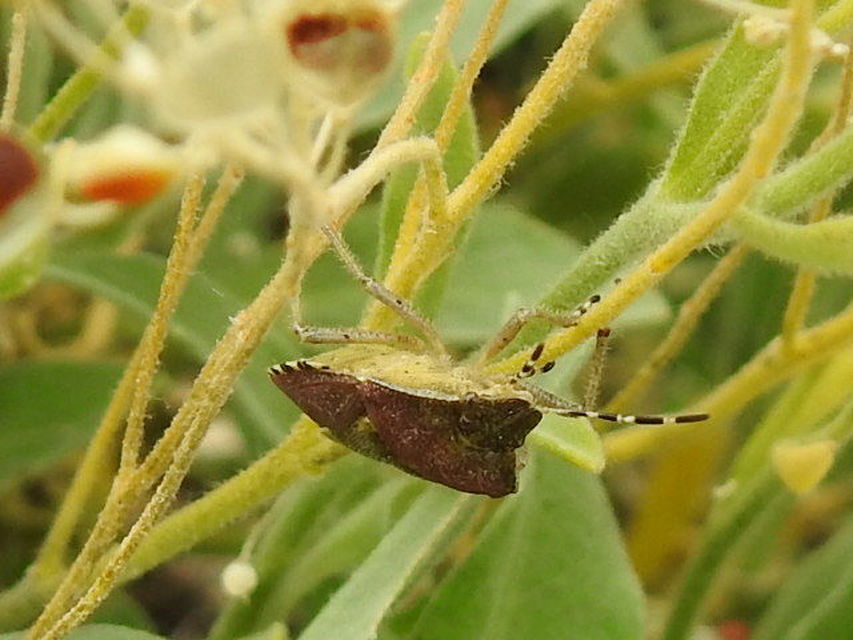 Dolycoris baccarum - közönséges bogyómászó-poloska Dolycoris baccarum - közönséges bogyómászó-poloska