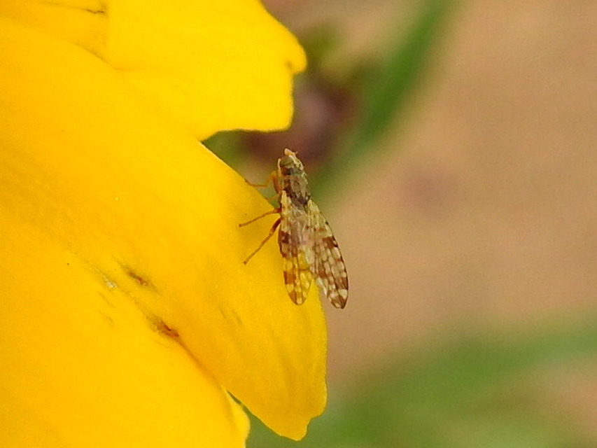 Tephritidae - fúrólégyfélék