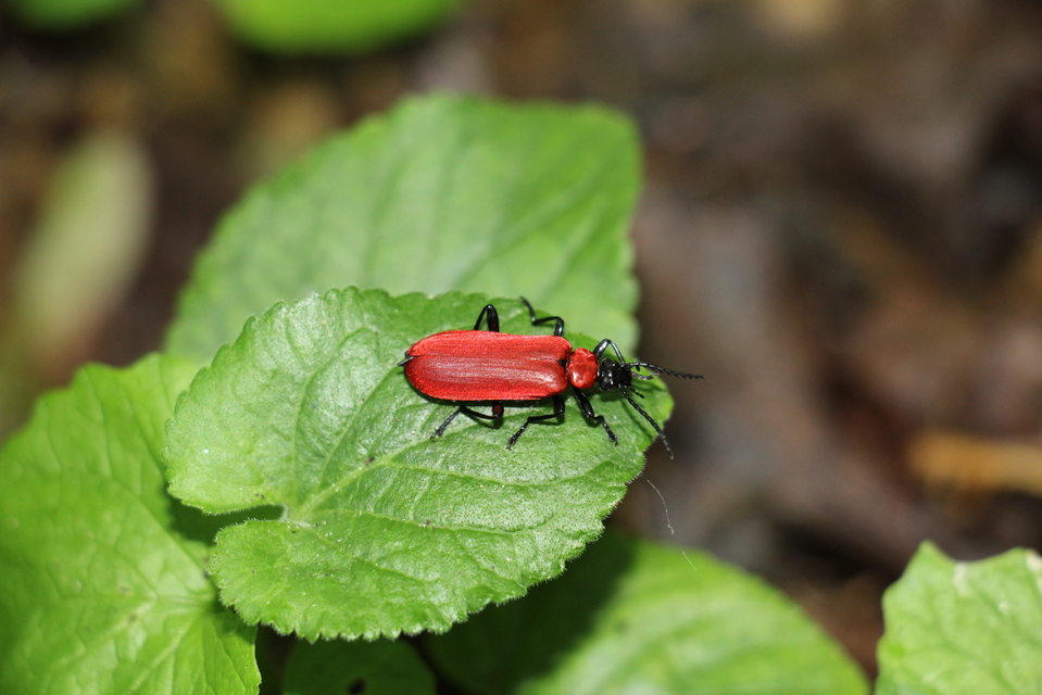Pyrochroa coccinea - nagy bíborbogár