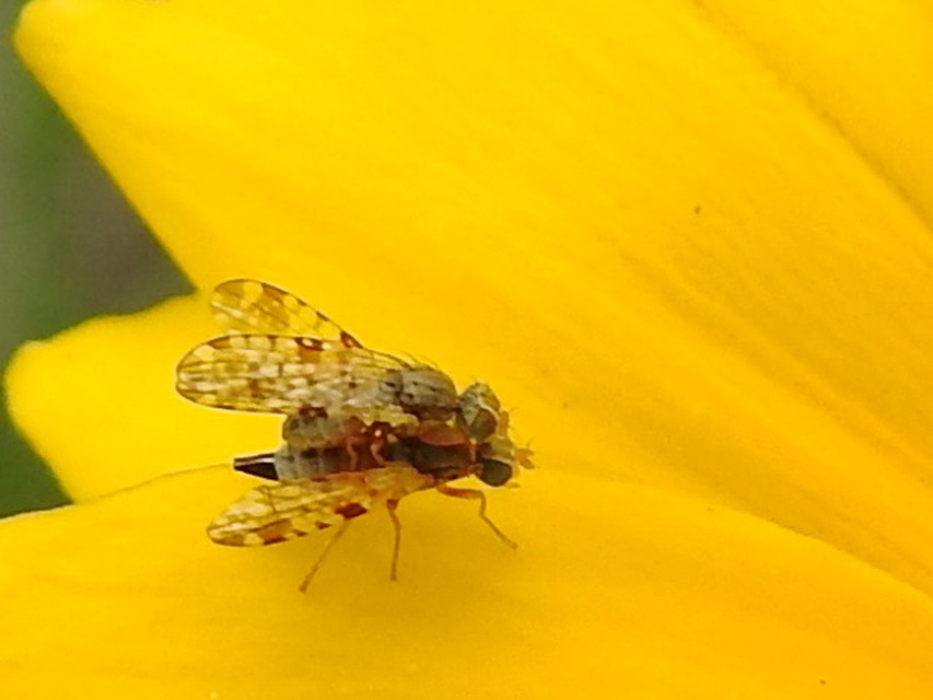 Tephritidae - fúrólégyfélék