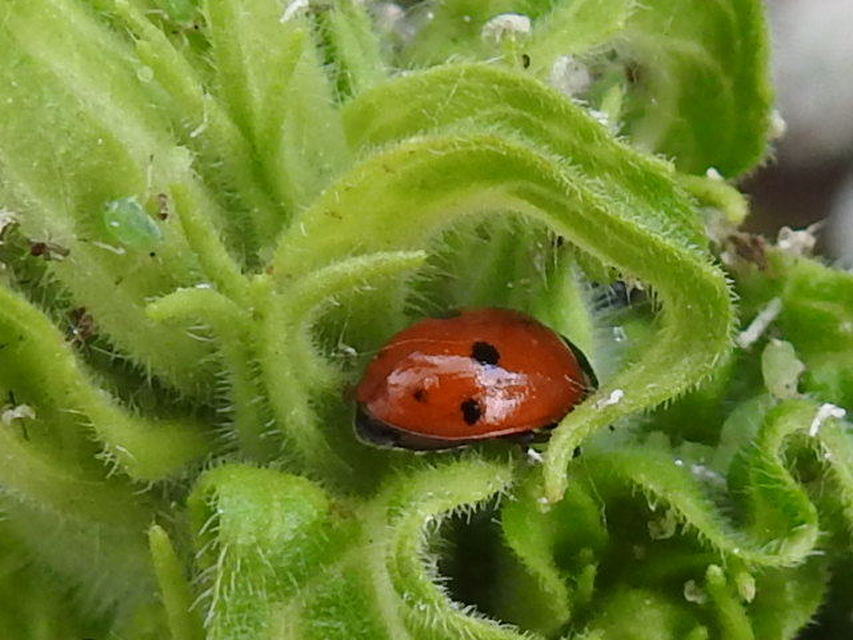 Hippodamia variegata - tizenhárompettyes katica