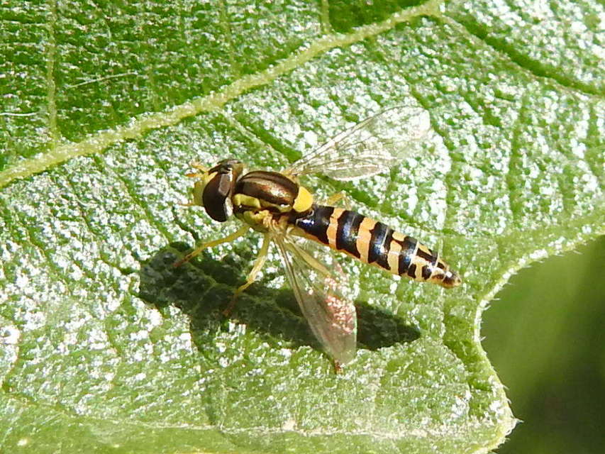 Sphaerophoria