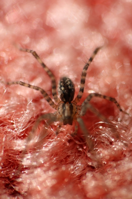 Tegenaria