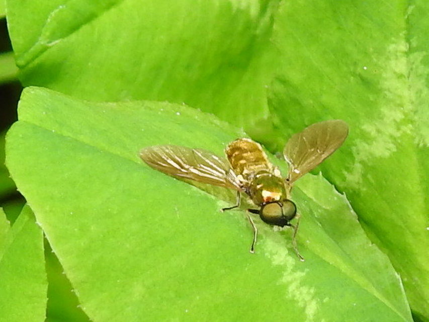 Chloromyia formosa - közönséges fémeslégy