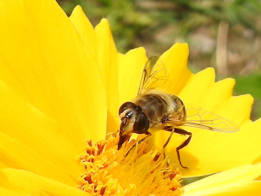 Eristalis tenax - közönséges herelégy
