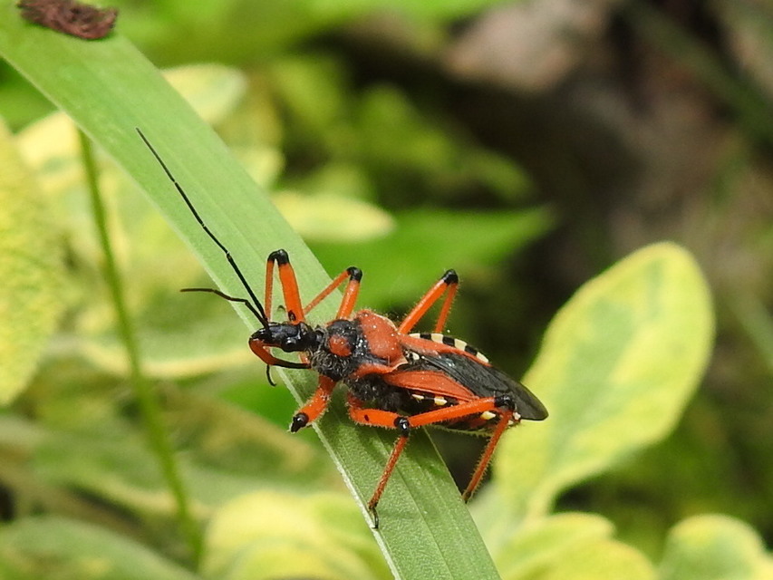 Rhynocoris iracundus - közönséges gyilkospoloska