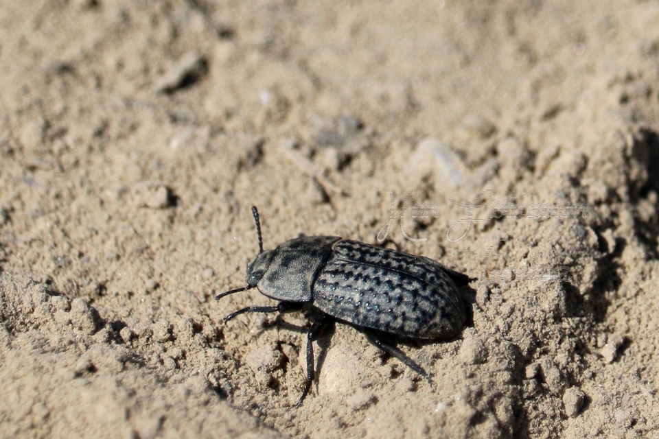 Opatrum sabulosum - sároshátú gyászbogár
