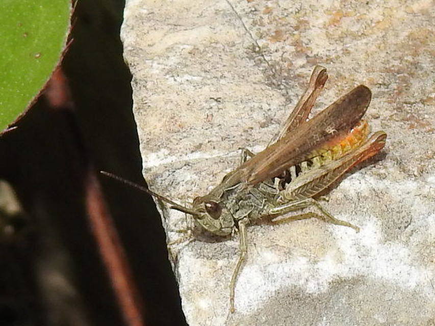 Chorthippus brunneus - közönséges tarlósáska