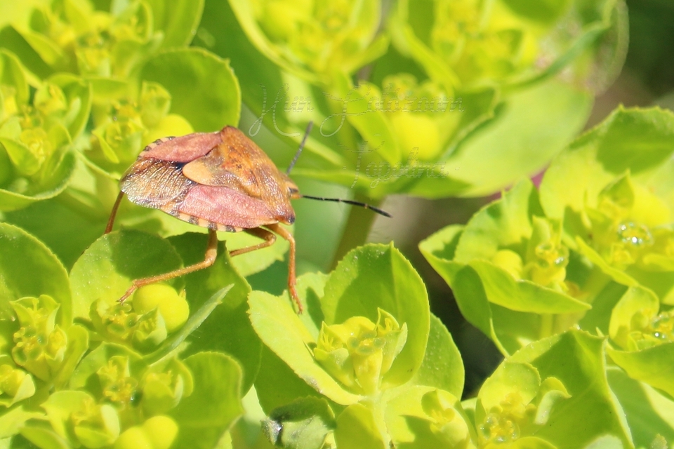 Carpocoris
