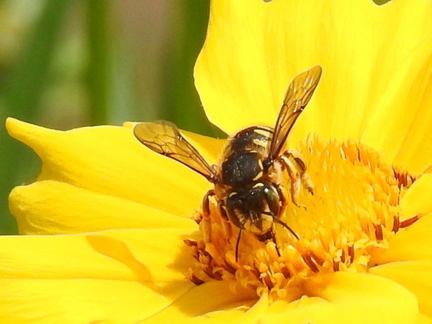 Anthidium