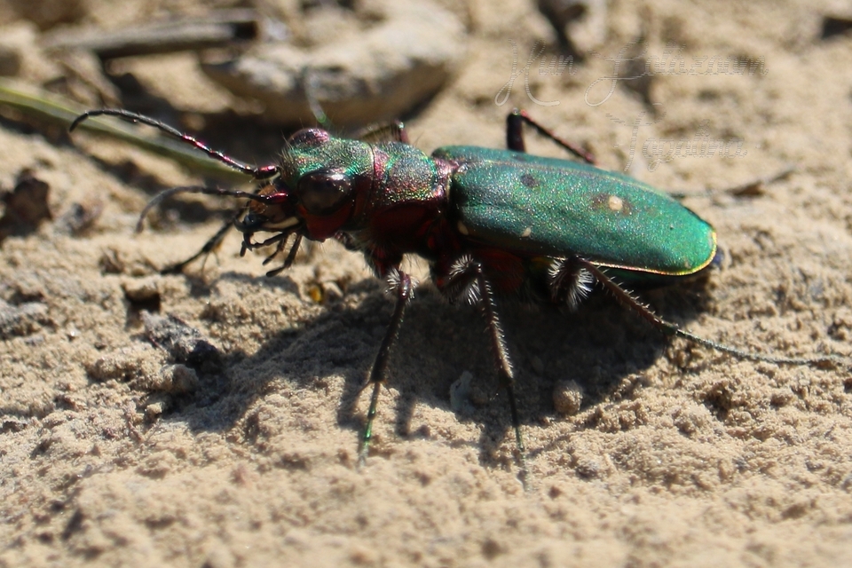 Cicindela campestris - mezei homokfutrinka