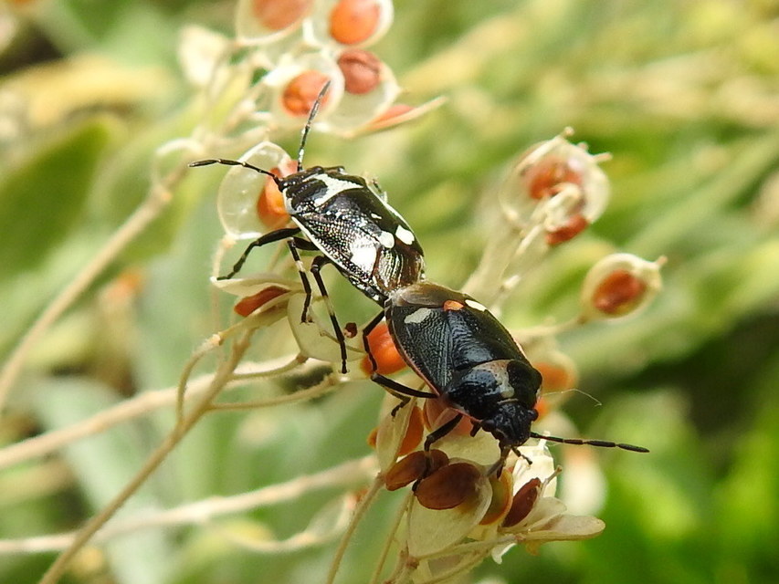Eurydema oleracea - paréjpoloska Eurydema oleracea - paréjpoloska