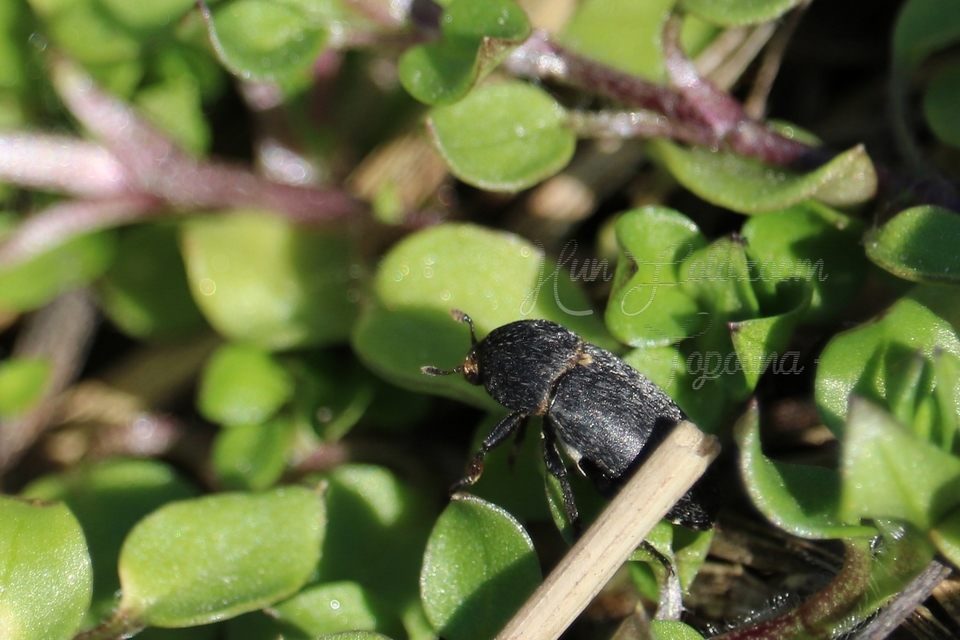 Dermestes laniarius - gyászos porva