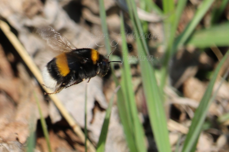 Bombus terrestris/lucorum