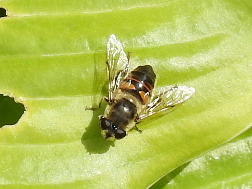 Eristalis tenax - közönséges herelégy