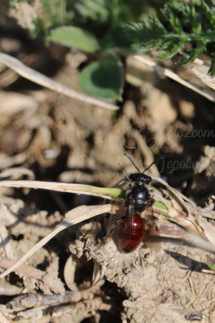 Sphecodes
