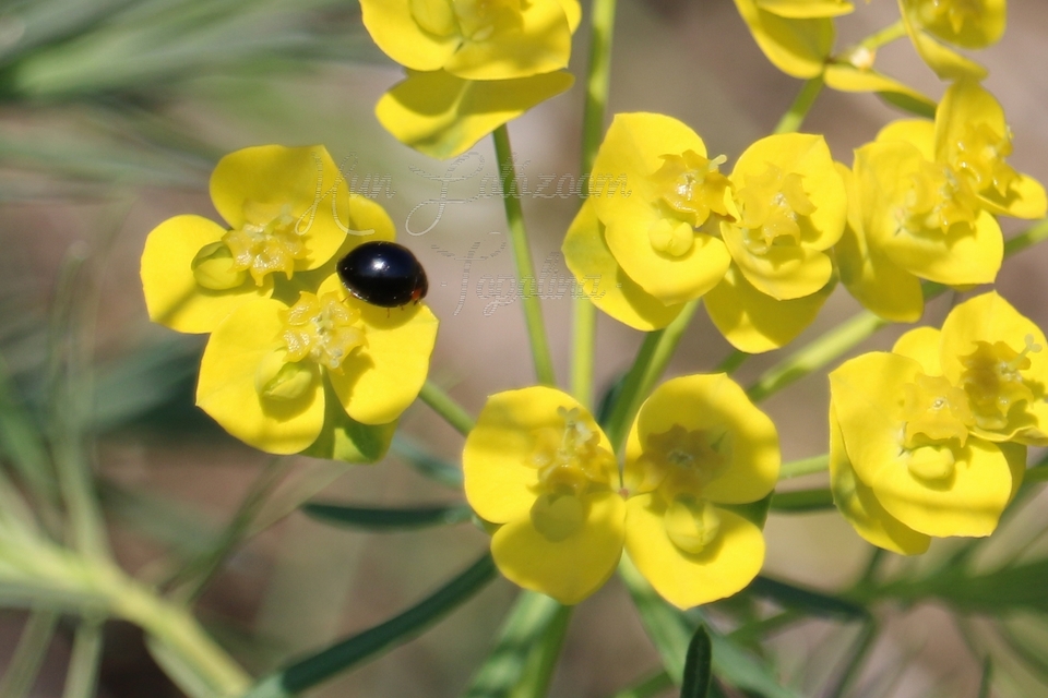 Parexochomus nigromaculatus - egyszínű szerecsenkata