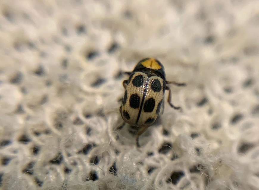 Cryptocephalus decemmaculatus