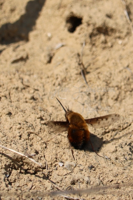 Bombylius discolor - feketefarú pöszörlégy