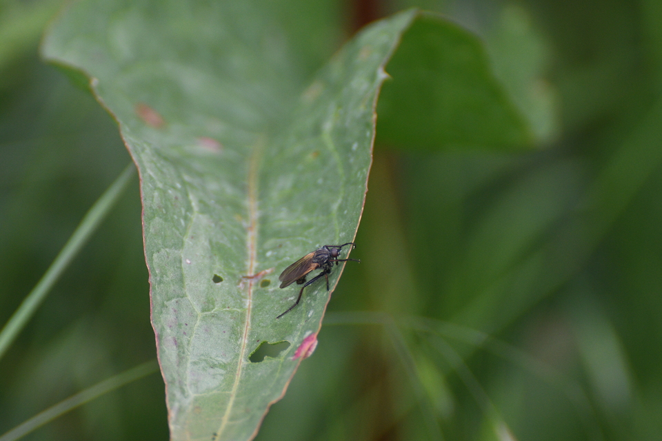 Empididae - táncoslegyek