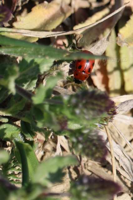 Gonioctena fornicata - közönséges lucernabogár
