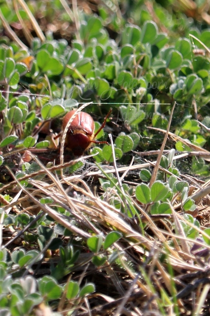 Holochelus