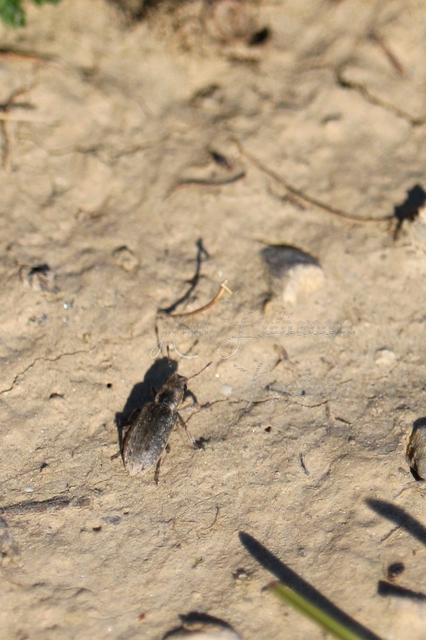 Sitona callosus - szempillás csipkézőbogár