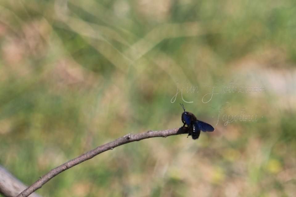 Xylocopa