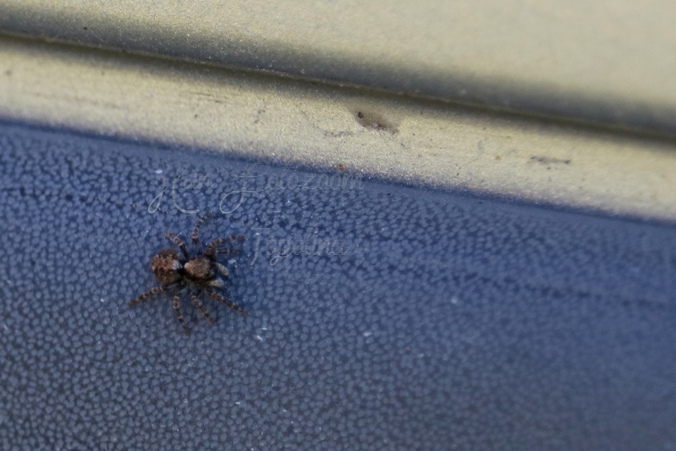 Pseudeuophrys