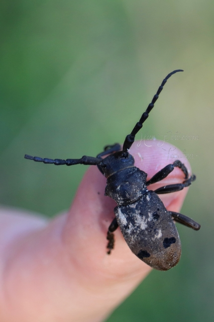 Herophila tristis - selymes alkonycincér