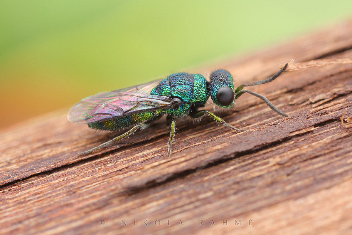 Trichrysis cyanea