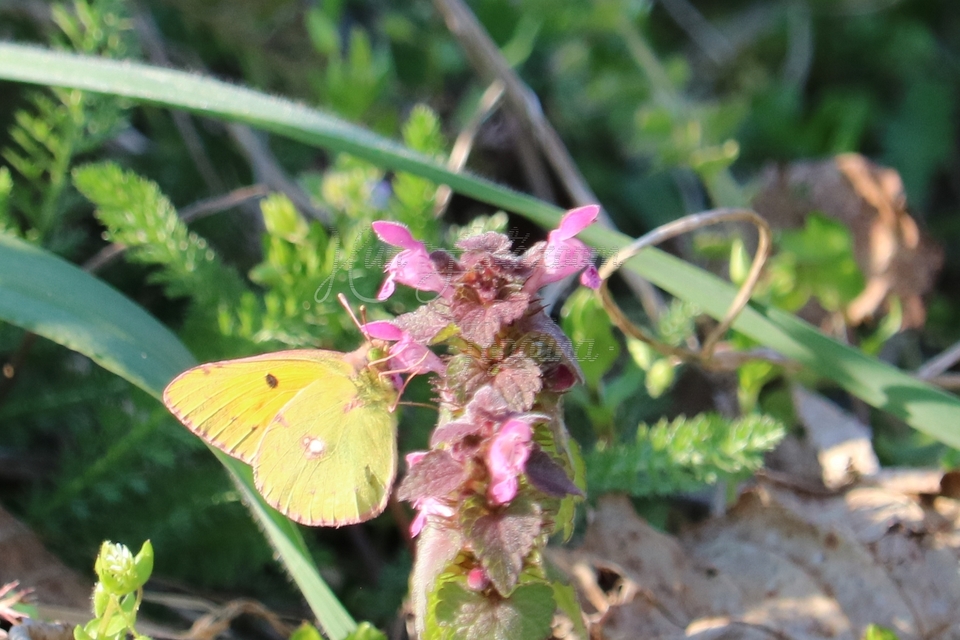 Colias croceus - sáfránylepke