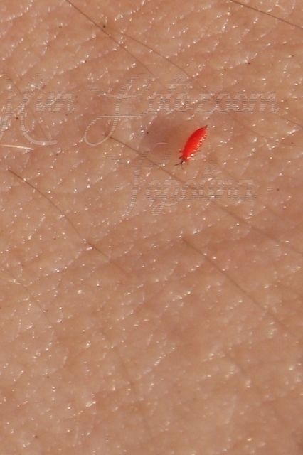 Thysanoptera - Tripszek