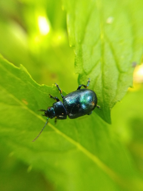 Chrysolina herbacea - zöld mentalevelész