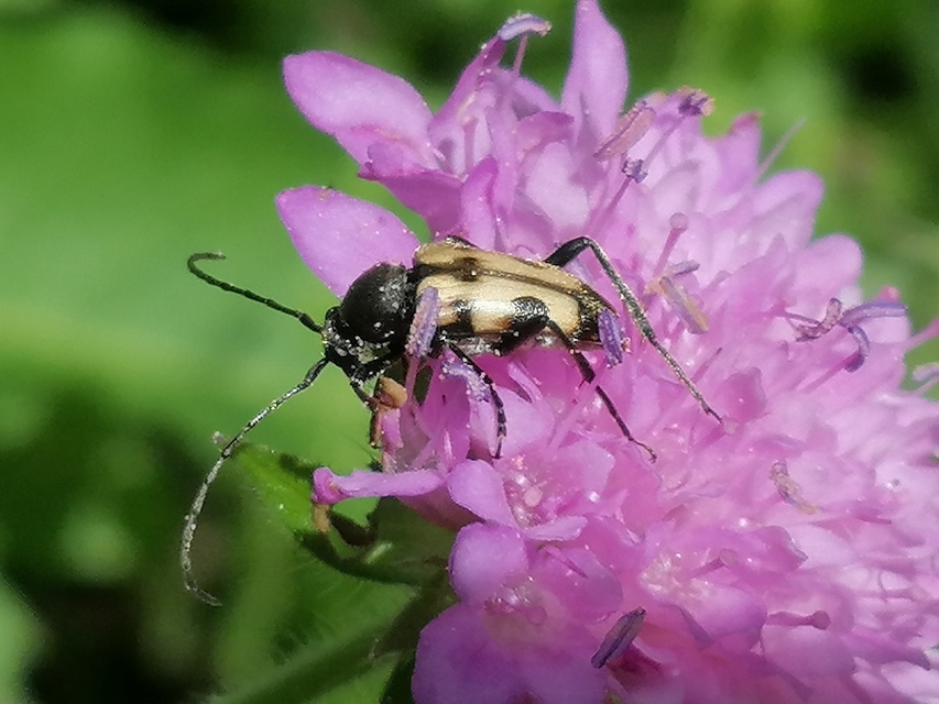 Pachytodes erraticus - rajzos virágcincér