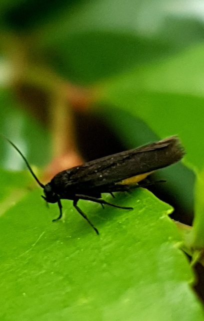 Scythrididae - zöldmolyfélék