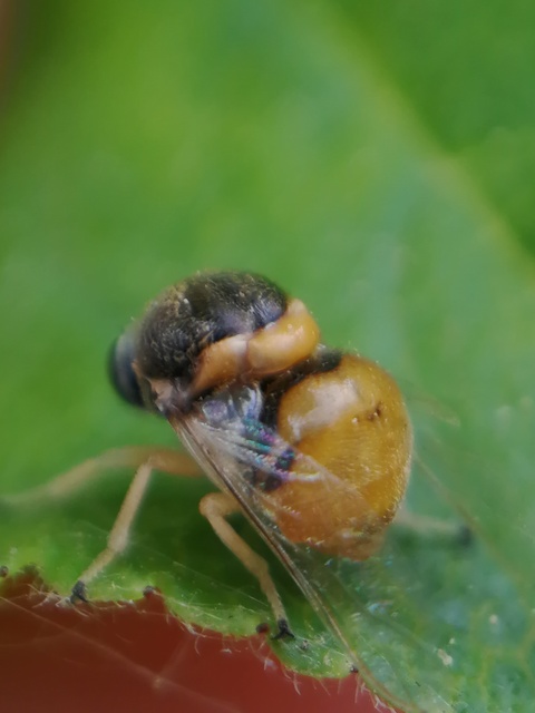 Acroceridae - gömblegyek