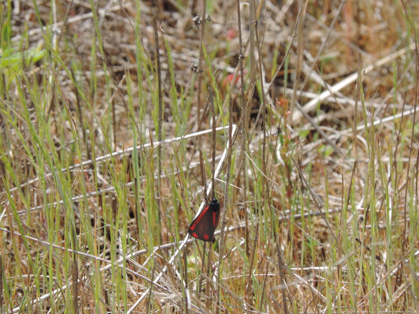 Tyria jacobaeae - jakabfű-medvelepke