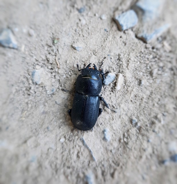 Dorcus parallelipipedus - kis szarvasbogár