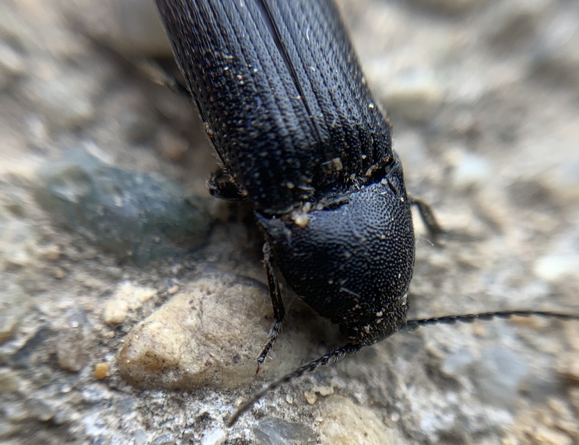 Melanotus punctolineatus - sávos gyászpattanó