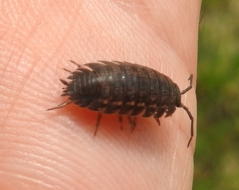 Trachelipus
