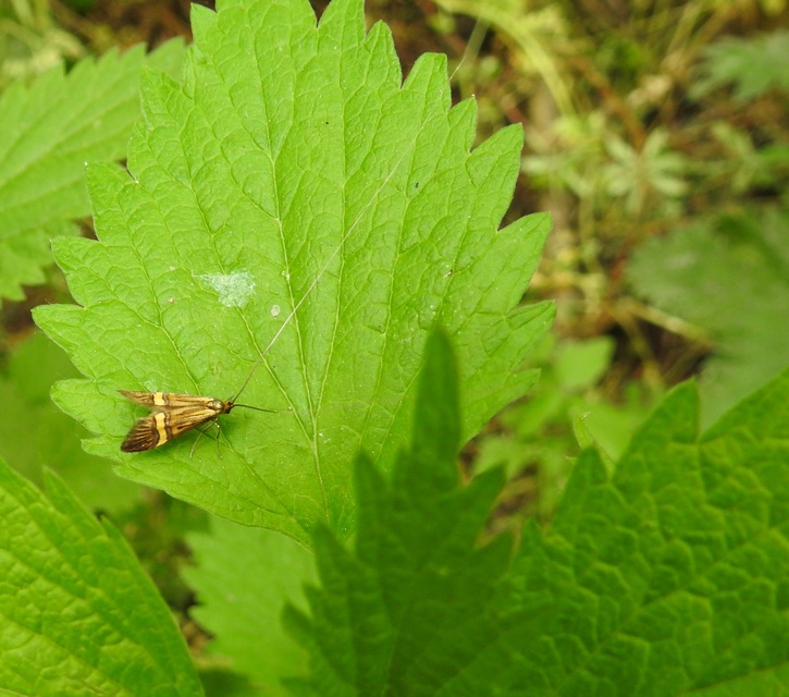 Nemophora degeerella - pompás tőrösmoly
