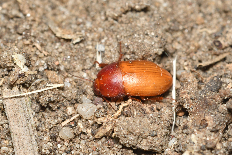 Crypticus quisquilius - fürge gyászbogár