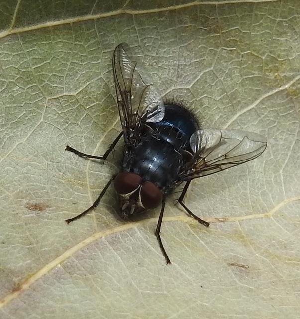 Calliphora vicina - kék dongólégy